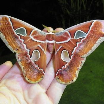 Rothschildia hesperus