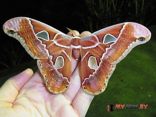Rothschildia hesperus