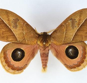 Pseudautomeris irene