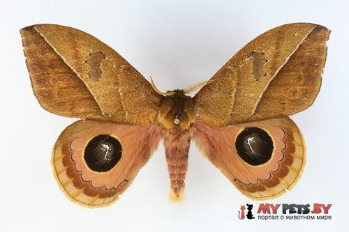 Pseudautomeris irene