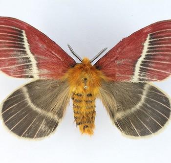 Pseudodirphia menander