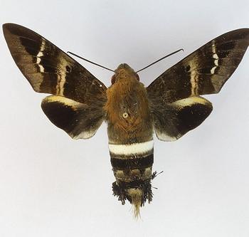 Aellopos titan