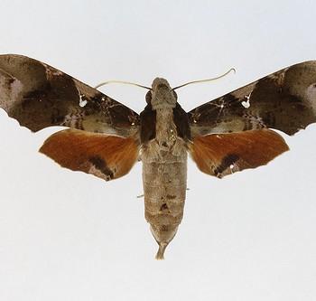 Callionima denticulata