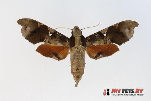 Callionima denticulata