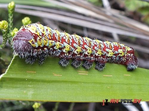 Imbrasia cytherea