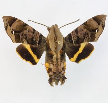 Eupyrrhoglossum sagra