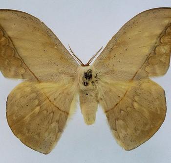 Oxytenis modestia
