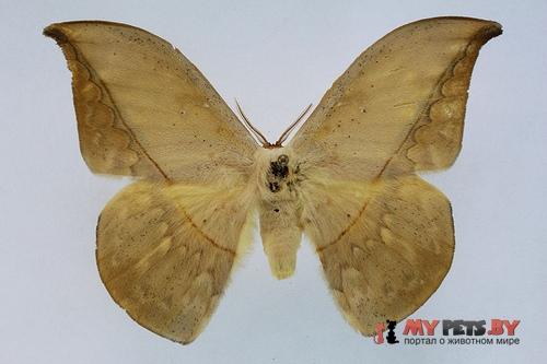 Oxytenis modestia