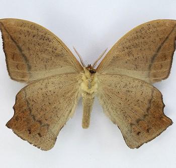 Oxytenis beprea