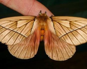 Pseudodirphia agis
