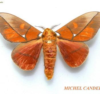Schausiella polybia