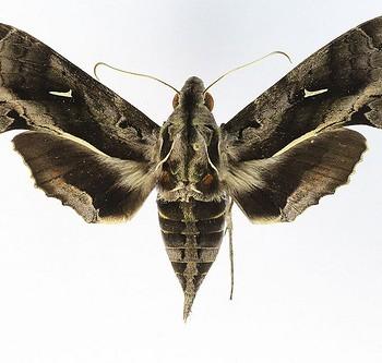 Hemeroplanes triptolemus