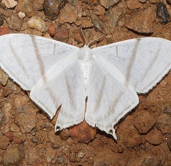 Therinia geometraria