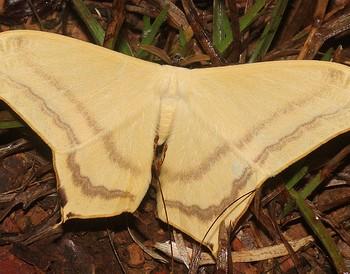 Therinia buckleyi