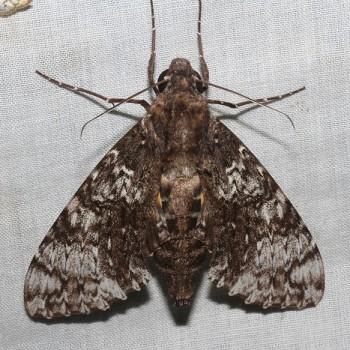 Isognathus excelsior