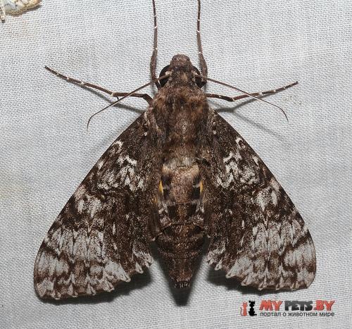 Isognathus excelsior