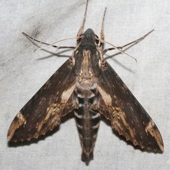 Erinnyis lassauxi