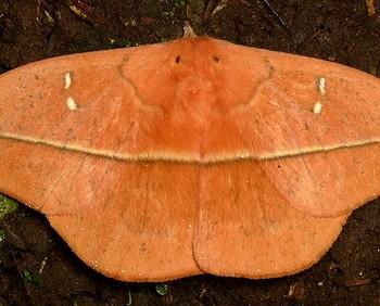 Lonomia columbiana
