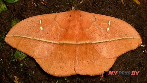Lonomia columbiana