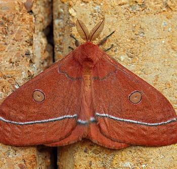 Bunaeopsis aurantiaca