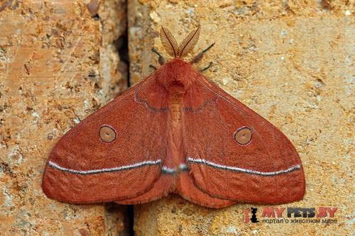 Bunaeopsis aurantiaca