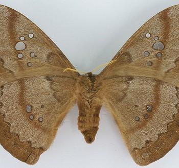 Copaxa multifenestrata
