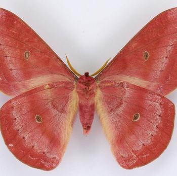 Copaxa syntheratoides
