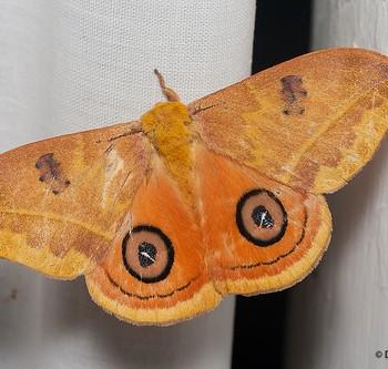 automeris jucunda