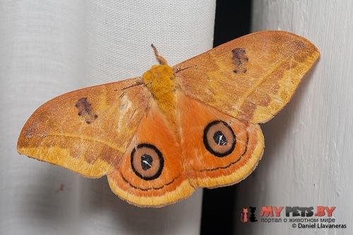 Automeris jucunda