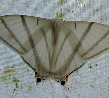 Asthenidia transversaria