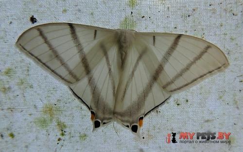 Asthenidia transversaria