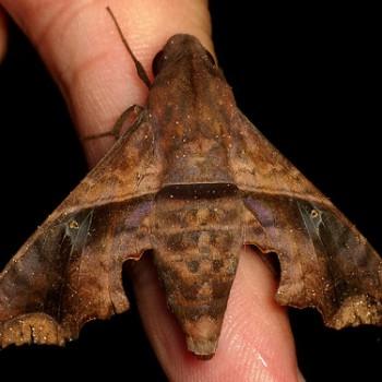 Enyo ocypete