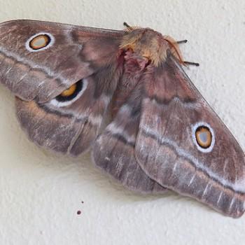 Imbrasia cytherea