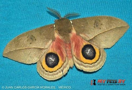 Automeris zozine