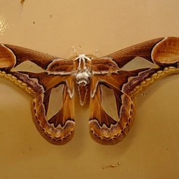 Rothschildia hopfferi