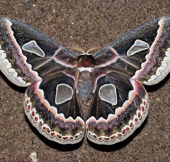 Rothschildia jorulloides