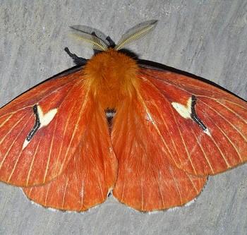 Cerodirphia mota