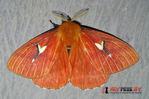 Cerodirphia mota