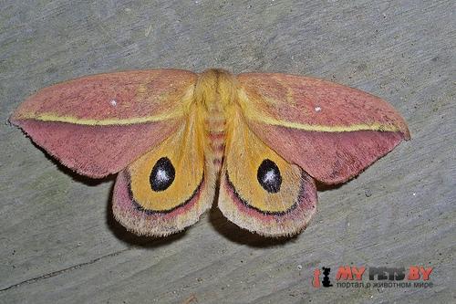 Automeris grammodes