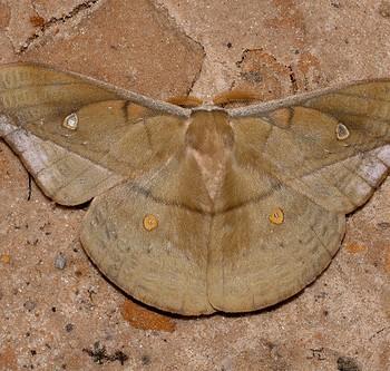 Copaxa decrescens