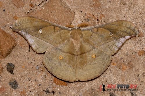 Copaxa decrescens