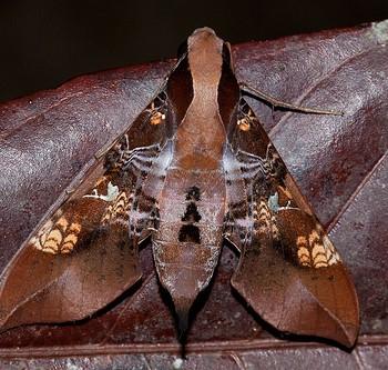 Callionima inuus