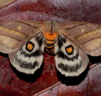 Hyperchiria nausica