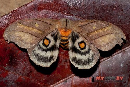 Hyperchiria nausica
