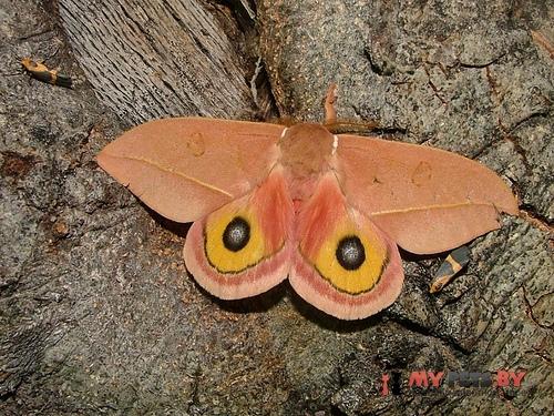 Automeris cecrops
