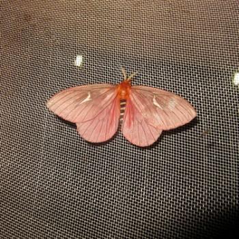 Cerodirphia speciosa