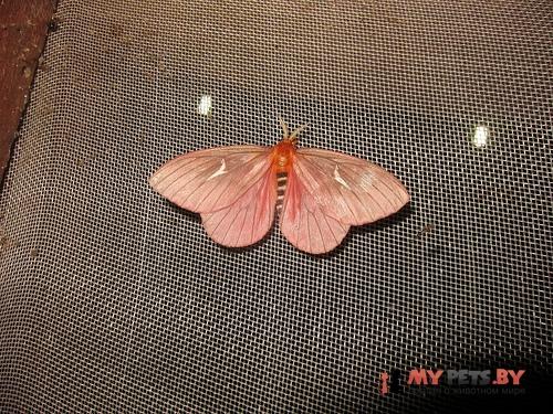 Cerodirphia speciosa