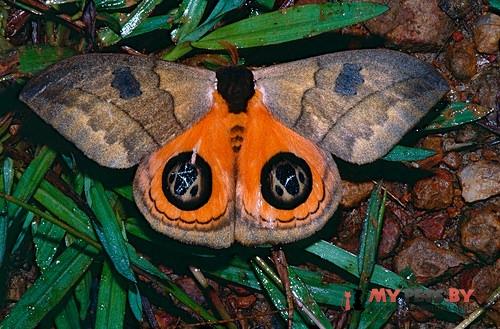 Automeris liberia