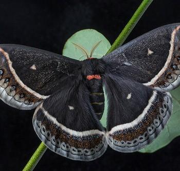 Eupackardia calleta