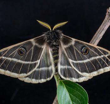 Agapema homogena